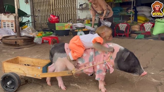 Smart Ủn Ỉn Takes YiYi To The Market To Sell Corn And Buy Food For Ducklings