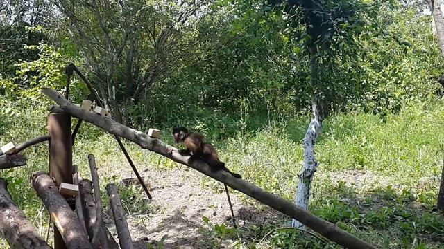 2014.06.10 Обезьяна капуцин Масяня. Препятствия на пути. смотреть онлайн