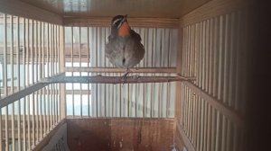 Пение соловья красношейки