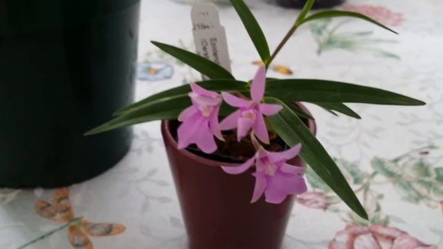 Dainty Orchid Blooms & Red Lion Amaryllis... смотреть онлайн