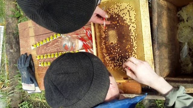 Прививка - искусственный вывод маток . смотреть онлайн