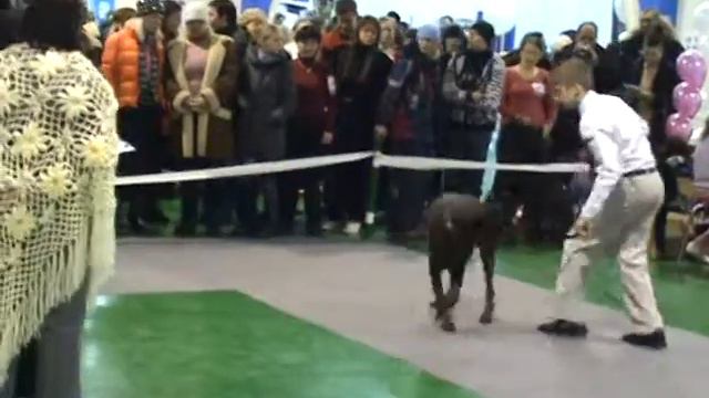 CACIB в Новосибирске 12-13.12.09. Ринг доберманов (8) смотреть онлайн