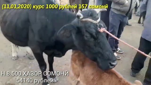 Молбозори Бохтар хочи шариф 11 01 2020 нархои ғуночин букача гуспанд буз смотреть онлайн