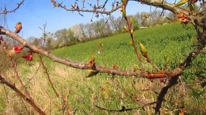 АБРИКОС ВЫСОХ, ЧТО ДЕЛАТЬ . Как лечить абрикос.