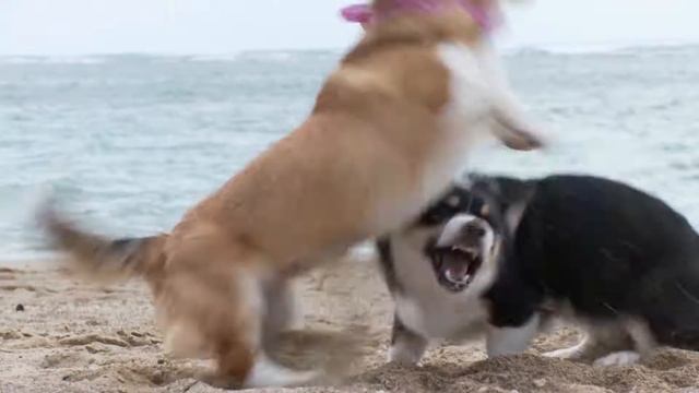 All About the Breed: Welsh Corgi смотреть онлайн