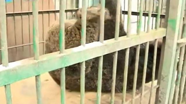 В Благовещенске сохранили зоопарк эколого-биологического ... смотреть онлайн