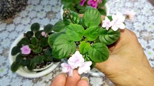 Ампельные фиалки или просто трейлеры. Как их выращивать!