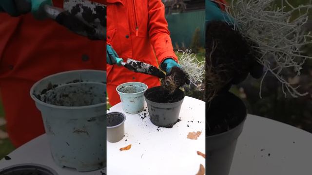 Как я выращиваю калоцефалус. Мой секрет в видео смотреть онлайн