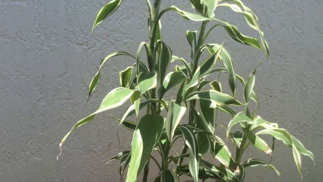 MA038 - Song of India - Dracaena Reflexa - Tropical Plants of the Dougherty Garden смотреть онлайн