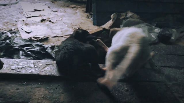 Животные Собаки Звери смотреть онлайн