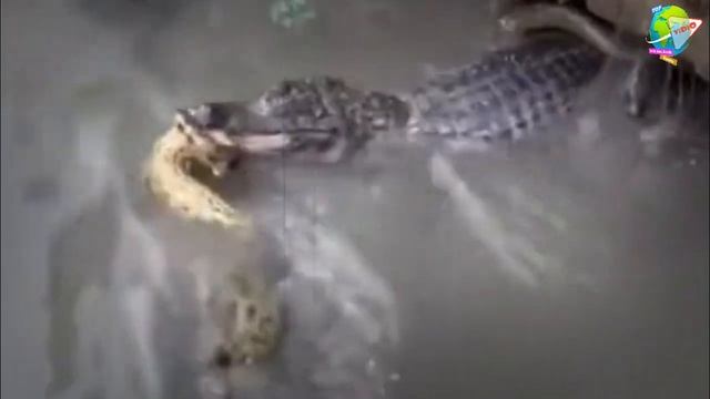 Warga Tercengang Melihat Pert4run94n Sengit Anaconda Vs Buaya di Sungai!! Berakhir Men9en4sk4n... смотреть онлайн