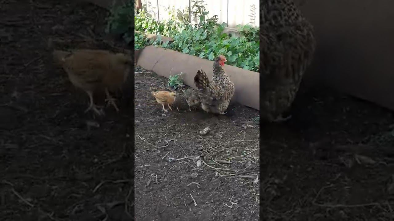 клуша и цыплята смотреть онлайн