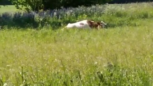 ✅Живу в деревне.Жарю блины,иду на поминку? смотреть онлайн