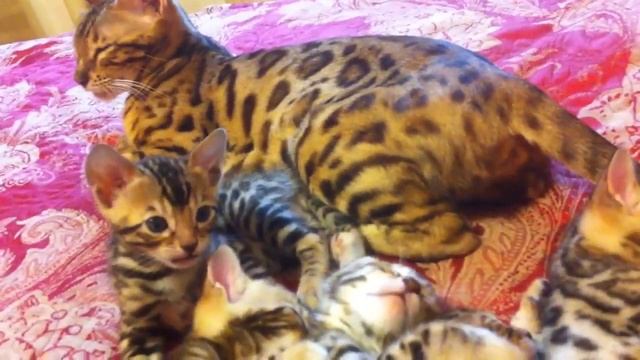 Бенгальские котята. Такие лапочки! Смотреть всем!!!! смотреть онлайн