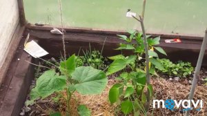 КИТАЙСКИЙ ОГУРЧИК! Формировка.