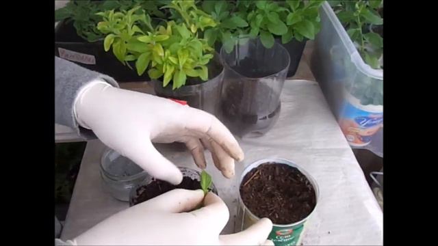 Зимнее черенкование петуний. смотреть онлайн