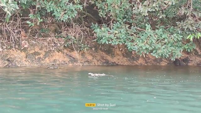 Monitor Lizard Mating wildlife sanctuary Kerala India Part 2 смотреть онлайн