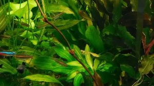 Травник 530 литров. Эхинодорусы. В гостях у Светланы.