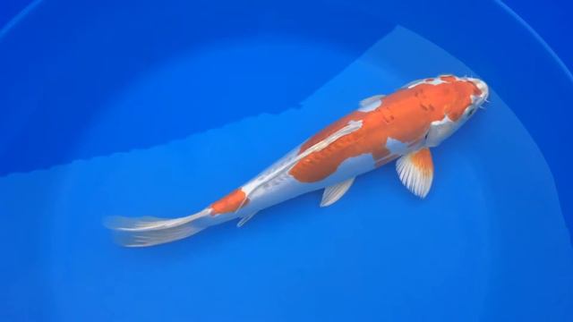 Продажа карпов Кои - 2016 смотреть онлайн