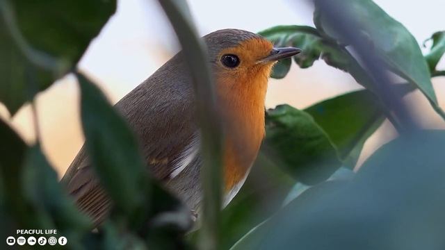 Исцеляющая музыка помогает снять стресс, усталость, депрессию, негатив, убрать негативные эмоции #1 смотреть онлайн