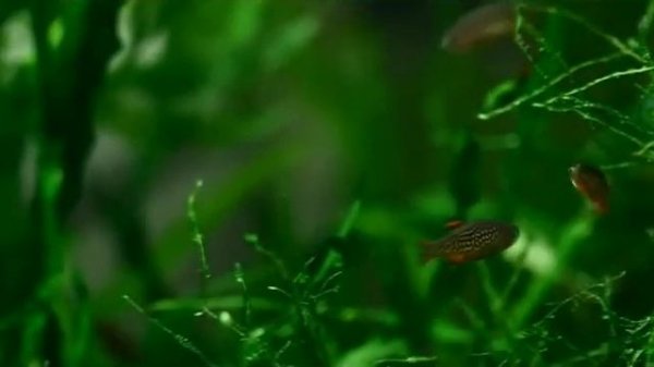 Микрорасбора галактика ( лат. Danio margaritatus)