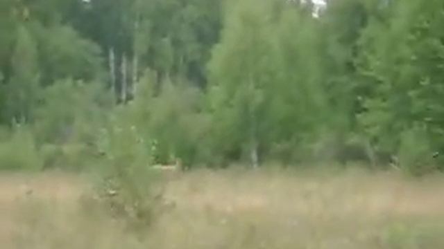 Mустанг и лайки смотреть онлайн