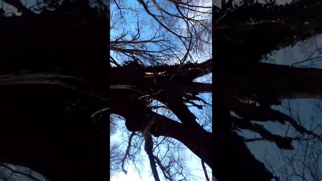 Richards tree care ! Caringfor trees at sandy point state park смотреть онлайн