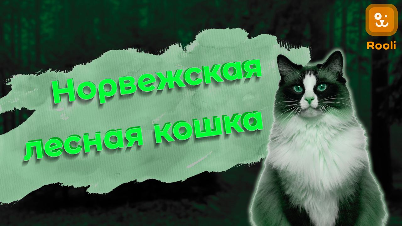 Норвежская лесная кошка смотреть онлайн