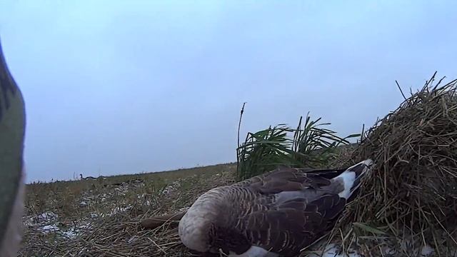 Охота на уток 2023. смотреть онлайн