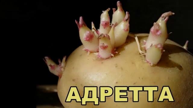 Где Купить Картофель Адретта смотреть онлайн