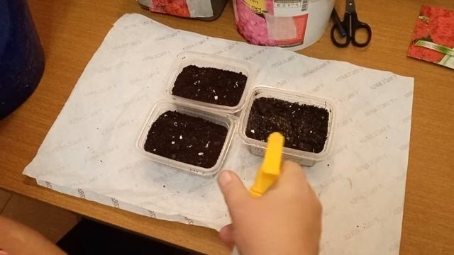 Выращивание пеларгония из семян. Мой личный опыт. смотреть онлайн
