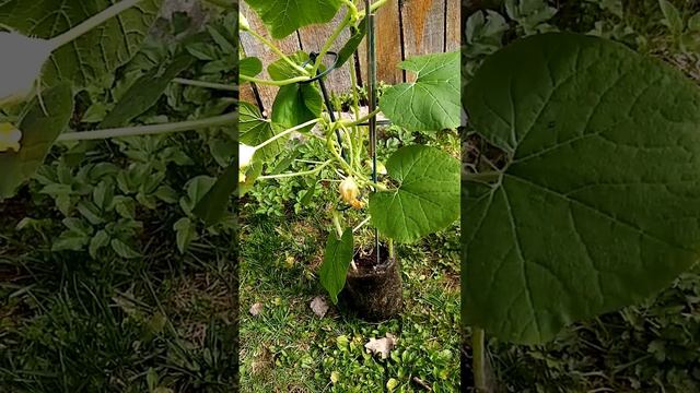 Домик для тыковки, Родари как в воду глядел. Тверская область. смотреть онлайн