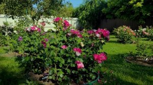 Интересная флорибунда от Барни_  Окки ди Фата - Occhi di Fata.(Barni Италия, 2004)_.mp4