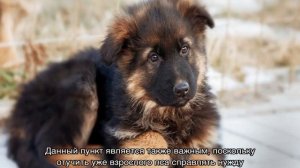 Щенок немецкой овчарки 2 месяца: уход и кормление