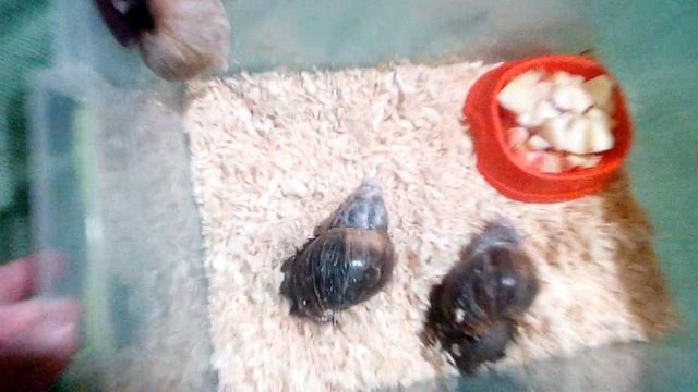 Вечер моих ахатин смотреть онлайн