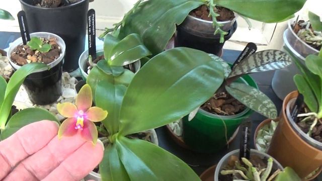 Time to feed the Cattleya Orchids.. смотреть онлайн