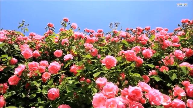 7 Fiestas Importantes смотреть онлайн