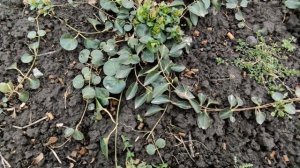 ??РАЗМНОЖЕНИЕ СОРТОВОГО БАРВИНКА  ПОБЕГОМ БЕЗ КОРНЕЙ. Много новых кустиков за сезон!