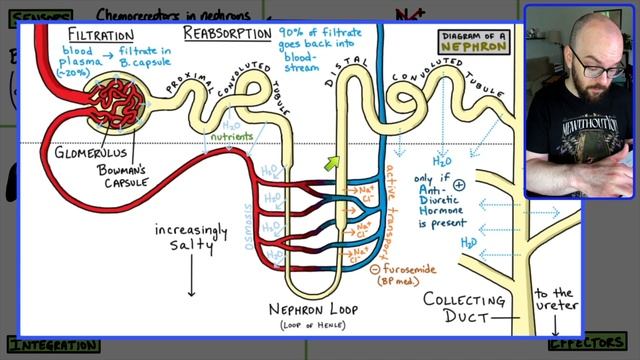 Renin-Angiotensin-Aldosterone System (RAA System) | Made easy with a step-by-step explanation! смотреть онлайн