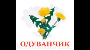 Карточки Домана «цветы».