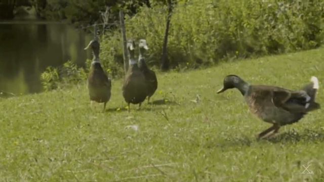Хорошего осеннего настроения каждый день смотреть онлайн