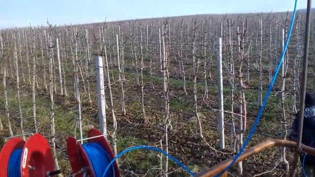 Taiere semimecanizata la mar Granny Smith (apple trees) #keepgrowing #pruningtrees #staiinlivada смотреть онлайн