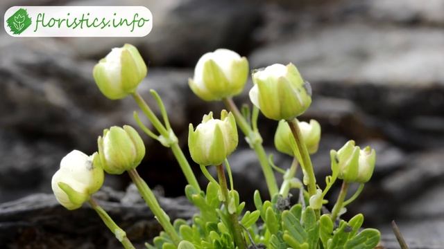 ? Посадка ранункулюса в саду – как и когда сажать лютик азиатский