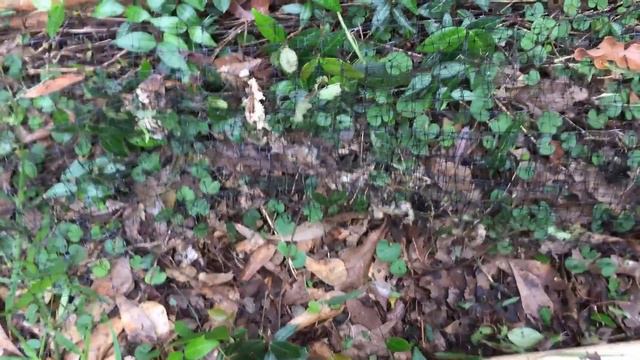 TRAPPING SNAKES AROUND THE HOME~DID IT WORK? смотреть онлайн