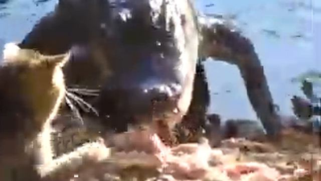 кот ворует еду у крокодила! борзый котэ