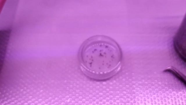 Реально ли вырастить декабристы из своих семян? Часть 2. Семена начали прорастать! смотреть онлайн