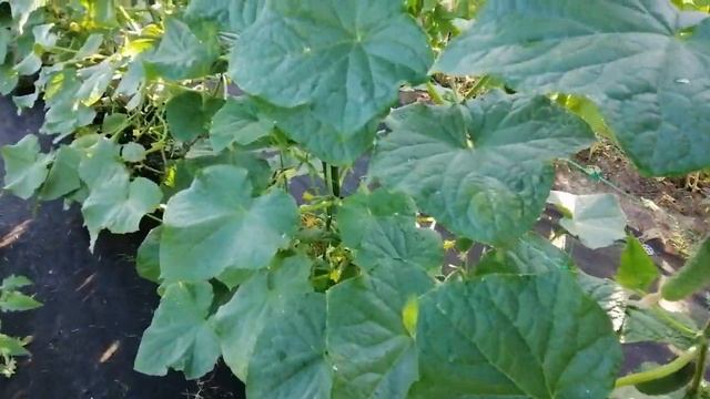 КАК ЧАСТО ПОЛИВАТЬ ОГУРЦЫ В ОТКРЫТОМ ГРУНТЕ смотреть онлайн