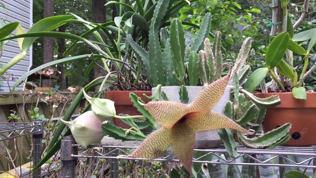 Stapelia Gigantea (Starfish succulent) смотреть онлайн