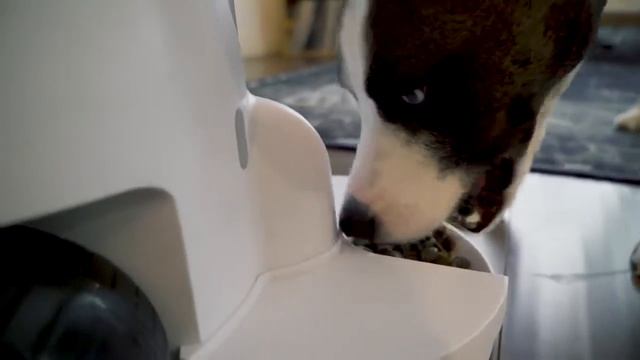 FunPaw Playbot Q Pet Camera & Pet Feeder смотреть онлайн