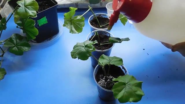 ПЕЛАРГОНИЯ ( ГЕРАНЬ ) ПЛЮЩЕЛИСТНАЯ ! РАЗМНОЖЕНИЕ ЧЕРЕНКАМИ ! РЕЗУЛЬТАТ ! смотреть онлайн